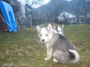 Ofer husky spre vanzare