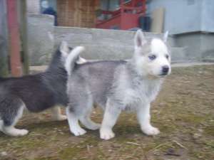 Ofer husky spre vanzare