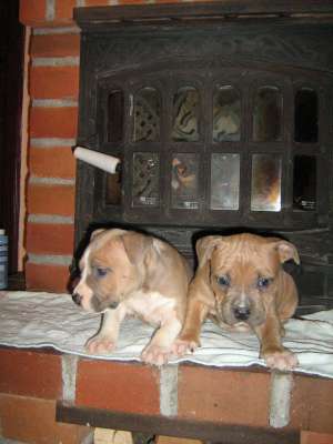pui amstaff