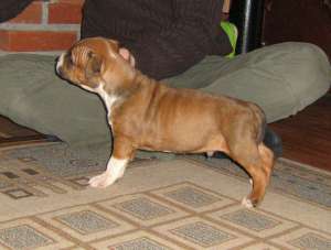 pui amstaff
