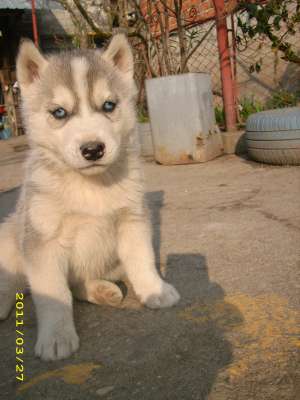 Vand catei Husky Siberian