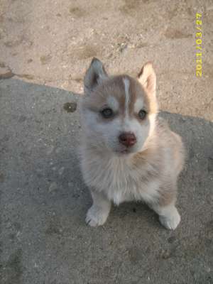Vand catei Husky Siberian