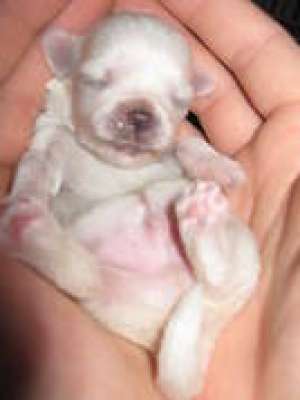VAND BICHON MALTESE