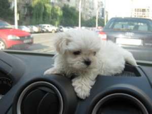 VAND BICHON MALTESE