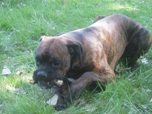caine boxer pt monta