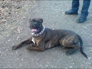 caine boxer pt monta
