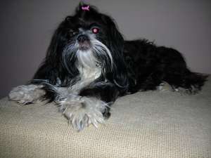 Caut mascul SHIH-TZU pentru imperechere