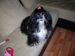 Caut mascul SHIH-TZU pentru imperechere
