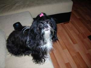 Caut mascul SHIH-TZU pentru imperechere