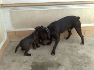 vand doua femele cane corso