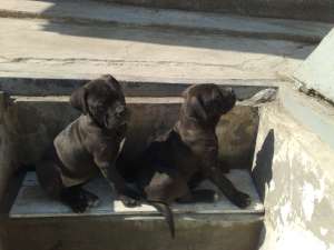 vand doua femele cane corso