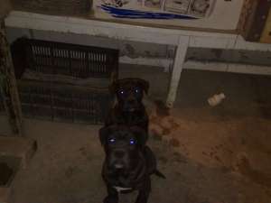 vand doua femele cane corso