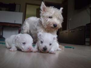 vand pui westie