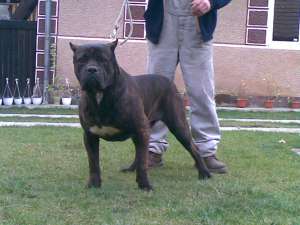 Cane Corso