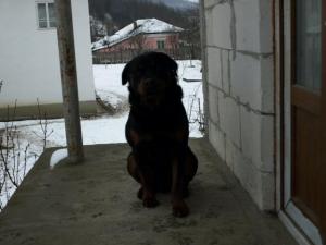 catei rottweiler