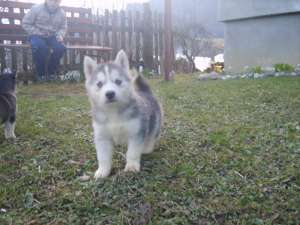 Ofwr husky siberian