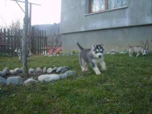 Ofwr husky siberian