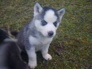 Ofwr husky siberian