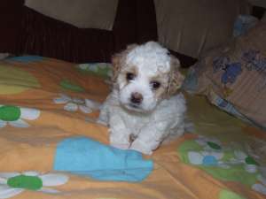 vand bichon