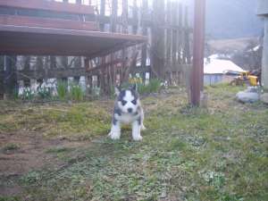 Vand husky siberian