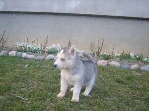 Vand husky siberian