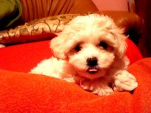 Vand Bichon Bolognese