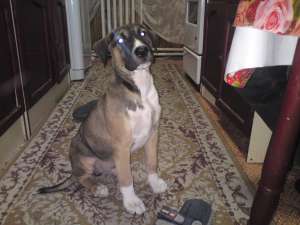 Vand metis Amstaff &pitt bull