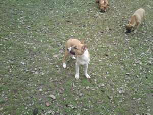 Vand catelusa Bull terrier
