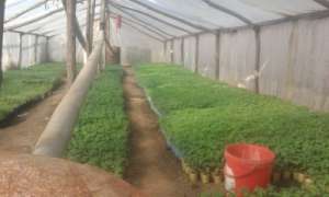 vand rasad legume