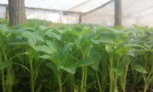 vand rasad legume