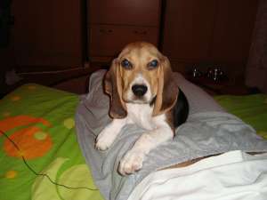 pui beagle
