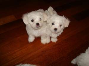 Vand Bichon Maltez