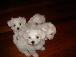 Vand Bichon Maltez