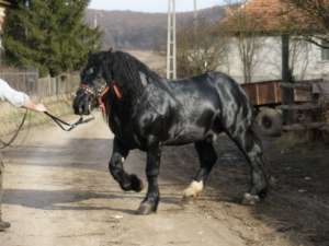 Armasar de monta