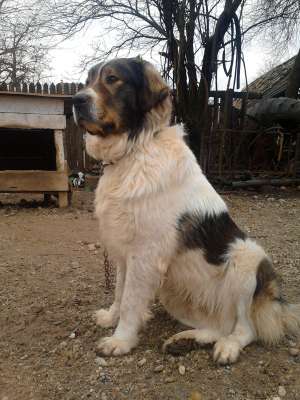 vanzare