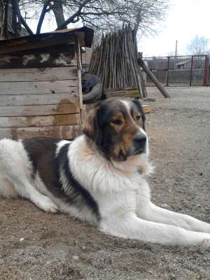 vanzare