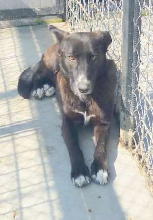 Blacky