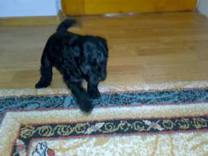 Vand catei caniche