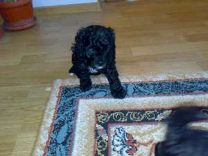 Vand catei caniche