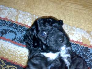Vand catei caniche