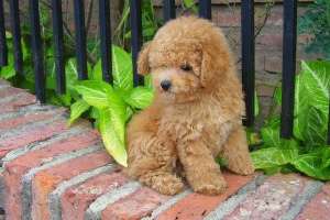 CANICHE PITIC