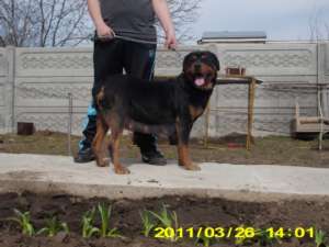 vand pui rotweiller