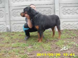vand pui rotweiller