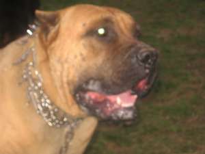 presa canario 1 an jumate