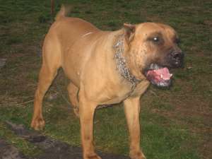 presa canario 1 an jumate