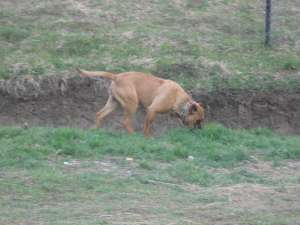 presa canario 1 an jumate