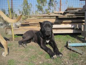 presa de canario