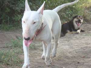 ofer femela bull terrier monta