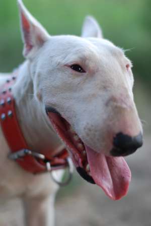 ofer femela bull terrier monta