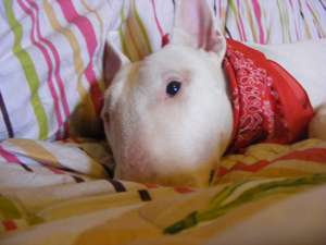 ofer femela bull terrier monta
